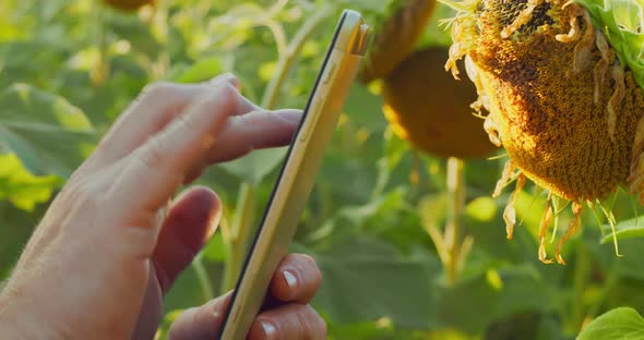 Portrait of a Male Farmer in a Wheat Field Sunflower