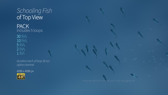 Schooling Fish Of Top View