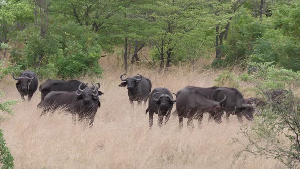 Herd of African buffalos at Bwabwata National Park