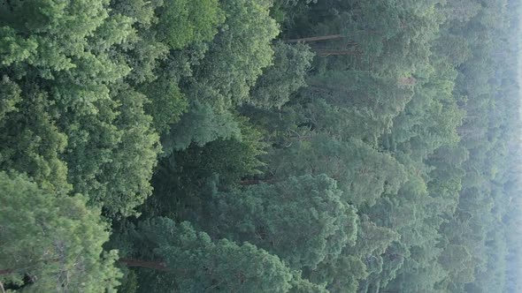 Vertical Video of Green Forest By Day