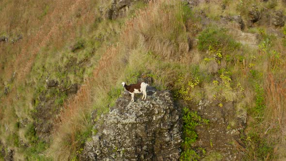 Wild Spotting Goat Stands on the Stone Step of the Mountain Watching the Flying Drone