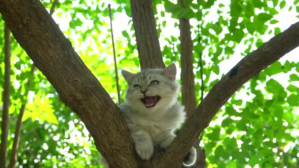 Cute Persian Cat Climbing On A Tree