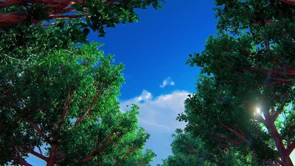 Green Forest Hd alt