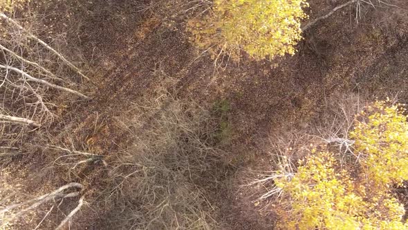 Vertical Video of an Autumn Forest During the Day in Ukraine