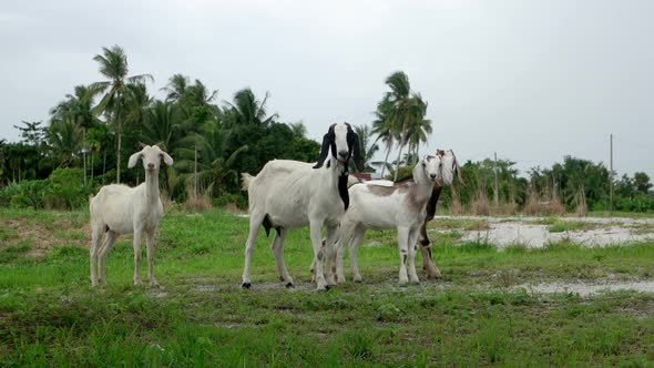 Goat walk at countryside