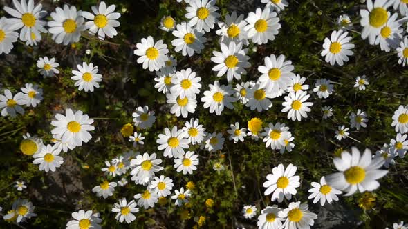 Daisy Flower In Nature 4