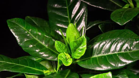 Gardenia Jasminoides or Cape Jasmine Flower Grows Leaves and Bud on black background