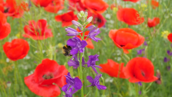 Bumblebee and Big Violet Flower