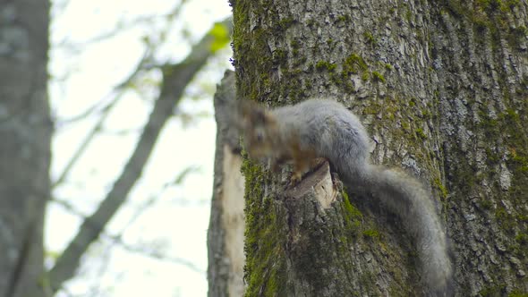 Red Squirrel Cleans Its Tail