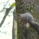 Red Squirrel Cleans Its Tail - VideoHive Item for Sale
