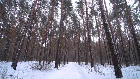 Pine Trees in the Winter Forest