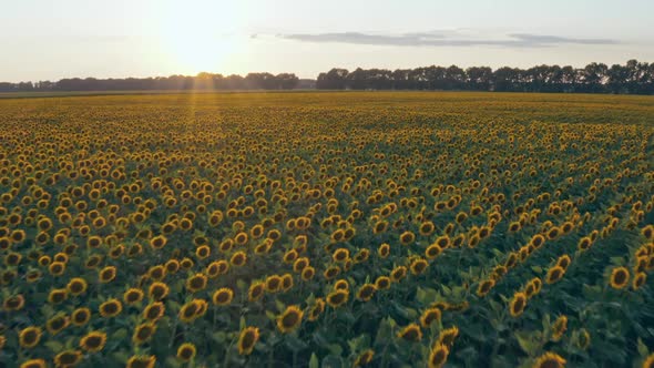 Sunflower Fields Aerial Sunset Farm Agronomy Flowers Floar Nature