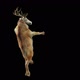 39 Deer Dancing HD - VideoHive Item for Sale