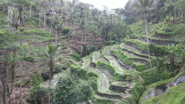 Aerial view of Tegalalang Bali rice terraces.