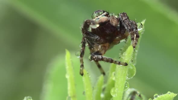 Spider covered in water droplets