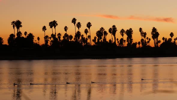 Palm Trees on Sunset Ocean Beach California Coast USA