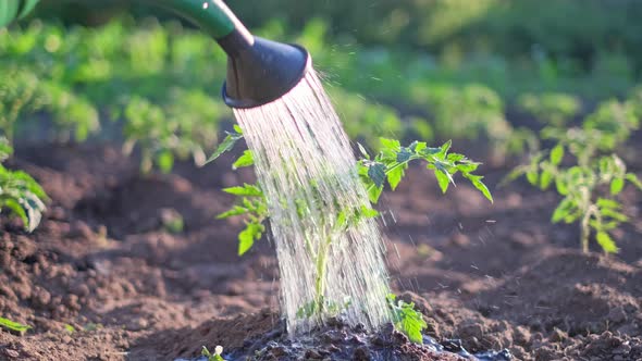 Watering Vegetable Tomato Growing in Fertile Soil in the Garden