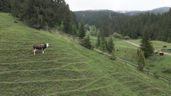 Ukraine, Carpathians: Cow in the Mountains. Aerial