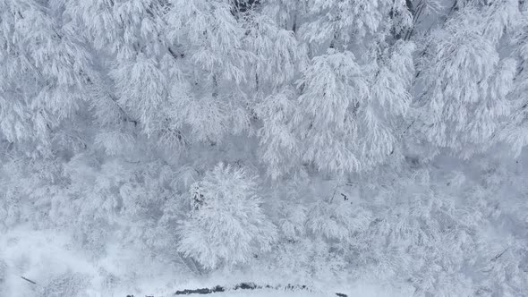 Aerial shot: spruce and pine winter forest completely covered by snow.