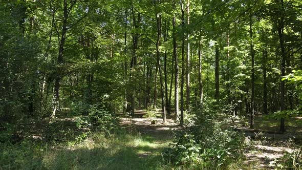 Natural Landscape in the Forest During the Day