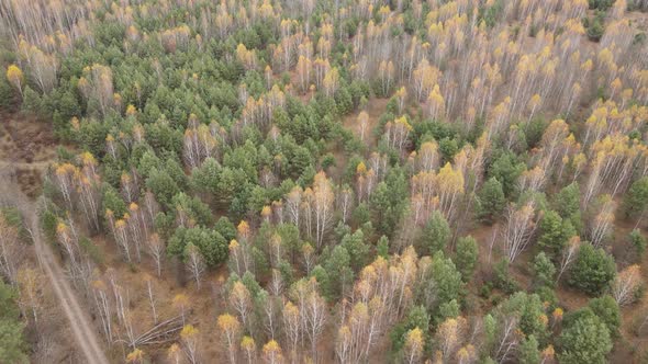 Beautiful Forest with Trees in an Autumn Day