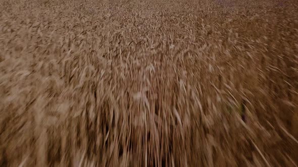 Aerial cinematic clip: Drone flies over a yellow agricultural wheat field.