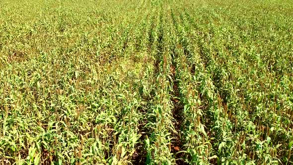 Green Farm Fields and Crops