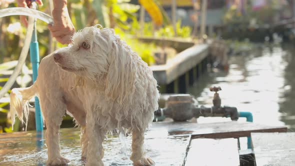Cute white dog having the soap or shampoo rinsed off of his fur coat by a patient and gentle owner