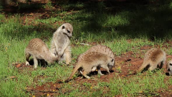 Foraging Meerkat Family