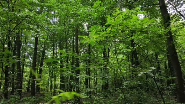 Forest with Trees on a Summer Day Slow Motion