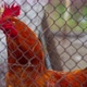 Hen In Farm 2 - VideoHive Item for Sale