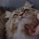 Close up hand of owner is giving the furry cat a massage with love. - VideoHive Item for Sale