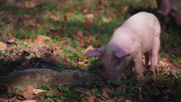 Piglet eats food from the forest ground