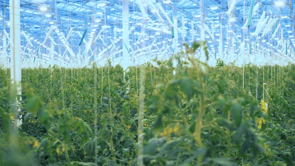 Tomato Plants Growing in Greenhouse.