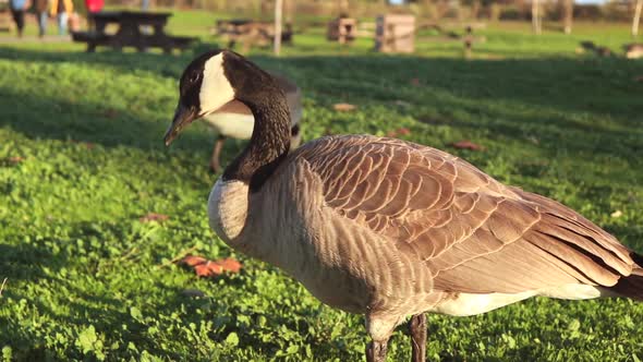 Side Close up view of a goose feeding on grass in the Los Gatos Creek County Park. Not goose season,