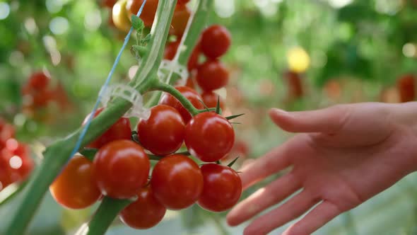 Agronomical Scientist Checking Quality of Red Tomatoes on Plantation Closeup