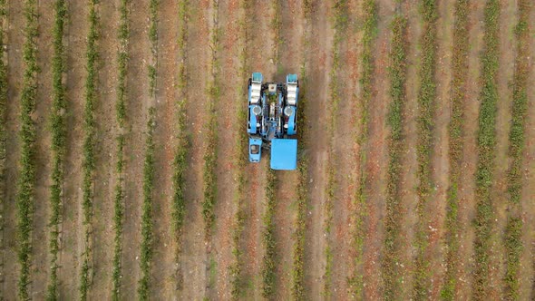 Overhead zoom out of a blue grape harvester passing through a grapevine channel in the Maipo Valley,