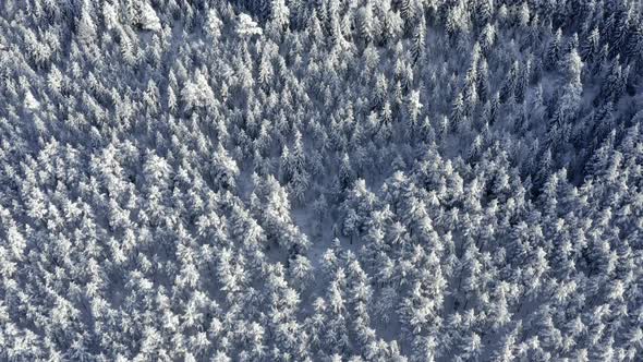 The Aerial View of the Pine Trees in the Forest