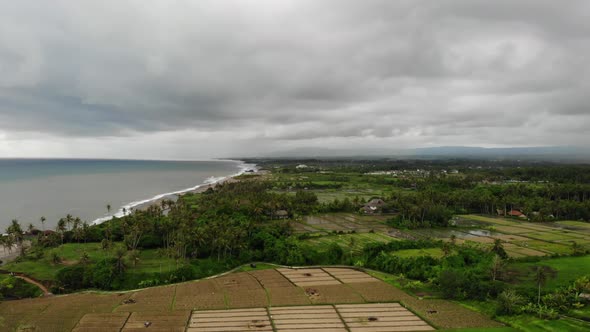 Aerial View With Rice Fields and Palm Trees on a Gloomy Day in Bali, Indonesia