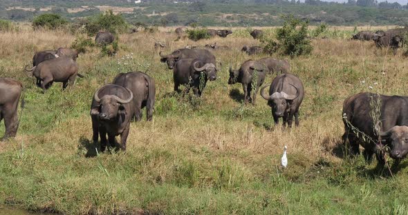 African Buffalo, syncerus caffer, Herd standing in Savannah, Nairobi Park in Kenya, Real Time 4K