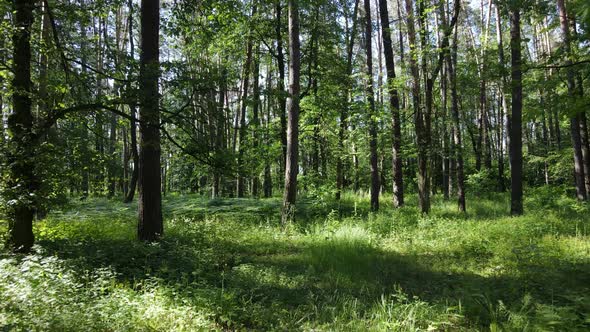 Beautiful Green Forest on a Summer Day Slow Motion