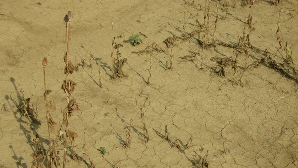 Drought Dry Field Land with Poppy Leaves Papaver Poppyhead, Drying Up Soil Cracked, Drying Up the