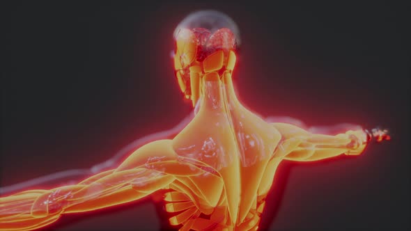 Digital Illustration of Muscular System