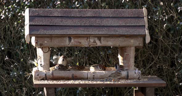 beautiful small garden birds on bird feeder