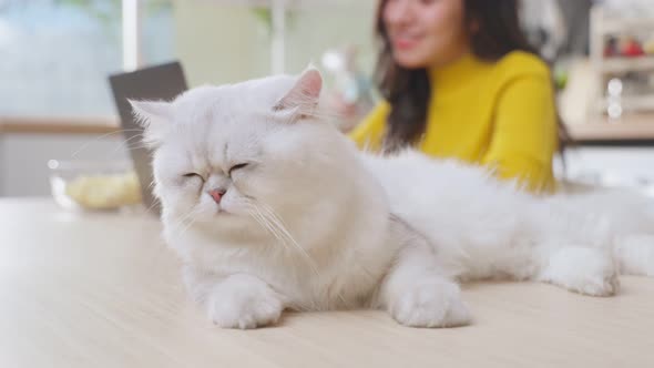 Close up of little cat lying on table while woman owner work at home typing on laptop computer.