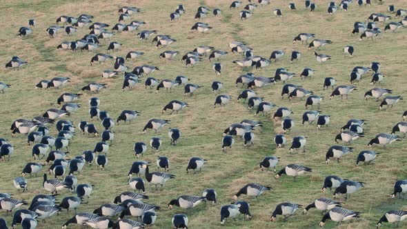 A flock of barnacle geese grazing in a field, panning from left to right. At Caerlaverock wetland ce