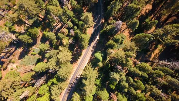 Aerial View of the Sequoia National Park Forest