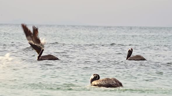 Costa Rica Birds and Wildlife, Brown Pelican (pelecanus occidentalis) Feeding Frenzy, Amazing Animal