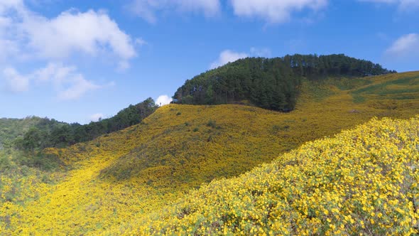 Time lapse of tree Marigold or yellow flowers in national garden park and mountain hills