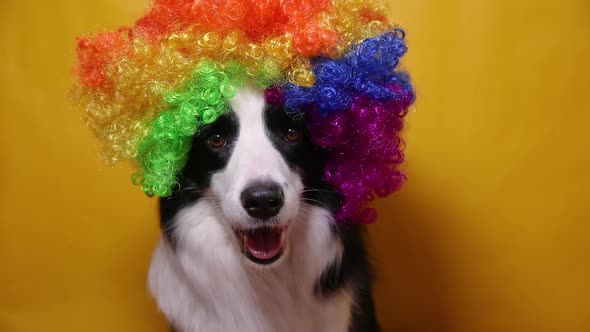 Cute Puppy Dog with Funny Face Border Collie Wearing Colorful Curly Clown Wig Isolated on Yellow